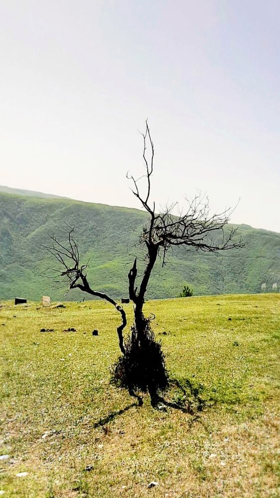 Ветви - руки.