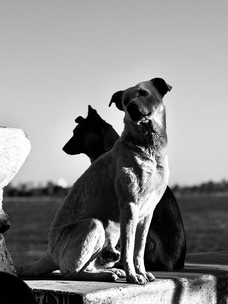 Photograph by John Salib