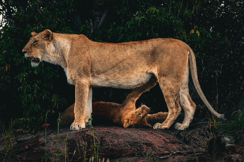 Photograph by Dipanjan Ray