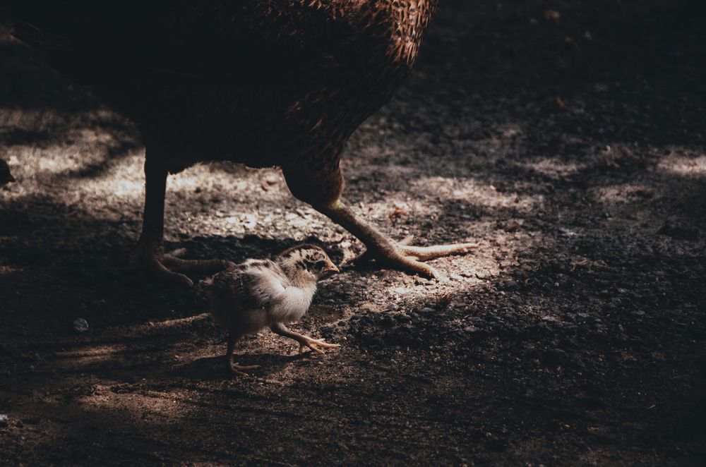 Photograph by PYG Legacy