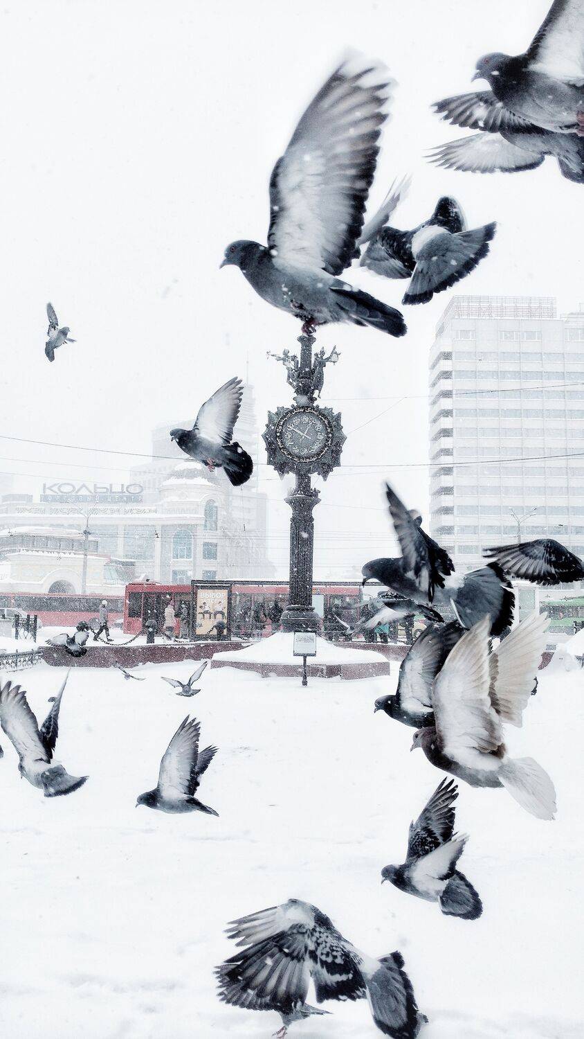 Photo #13479527