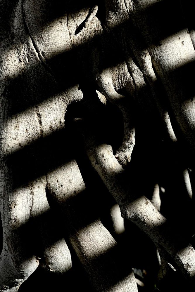 Entangled Light