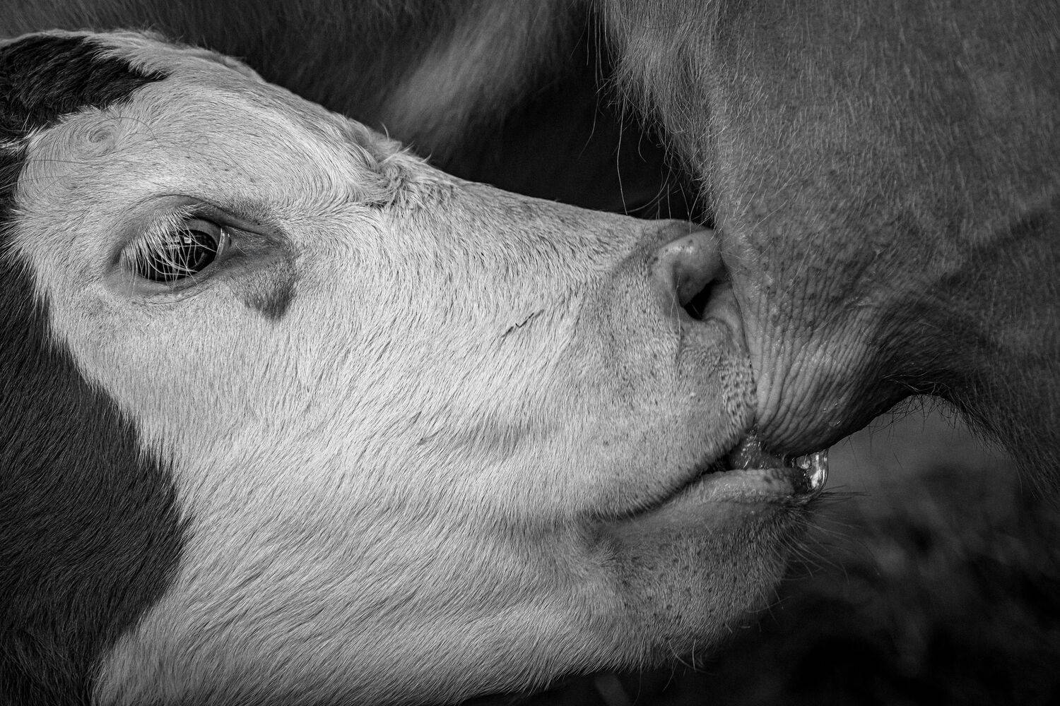 Фотография #13479758