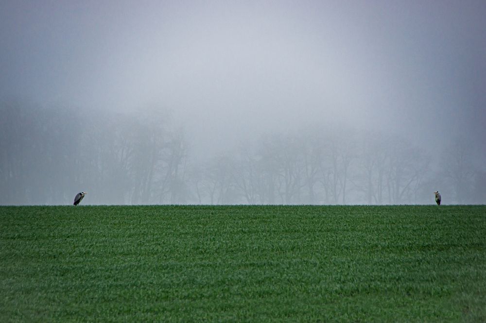 Утро. Туман. Цапли.