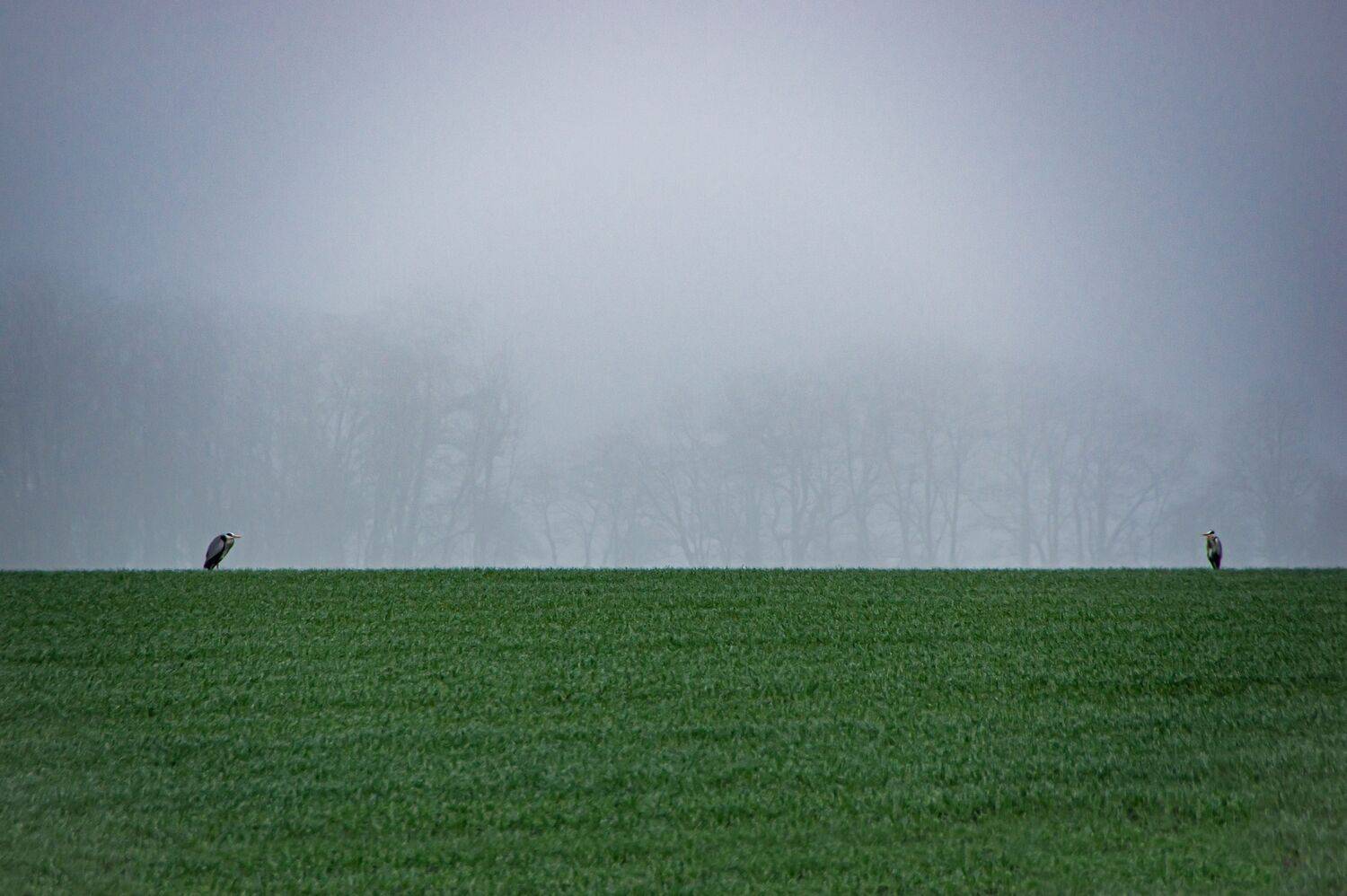 Утро. Туман. Цапли.