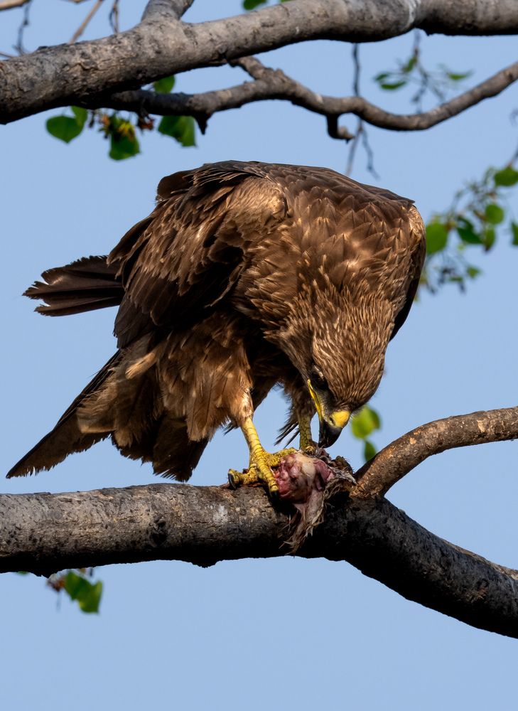 Nature’s Ruthless Balance