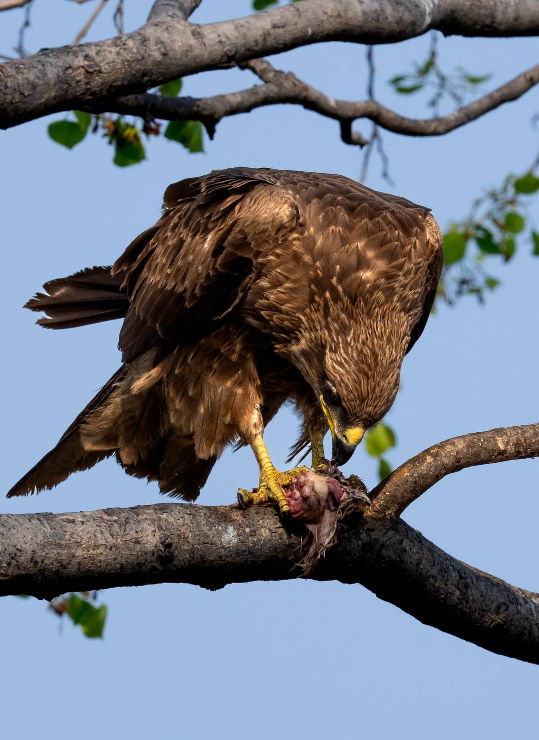 Nature’s Ruthless Balance