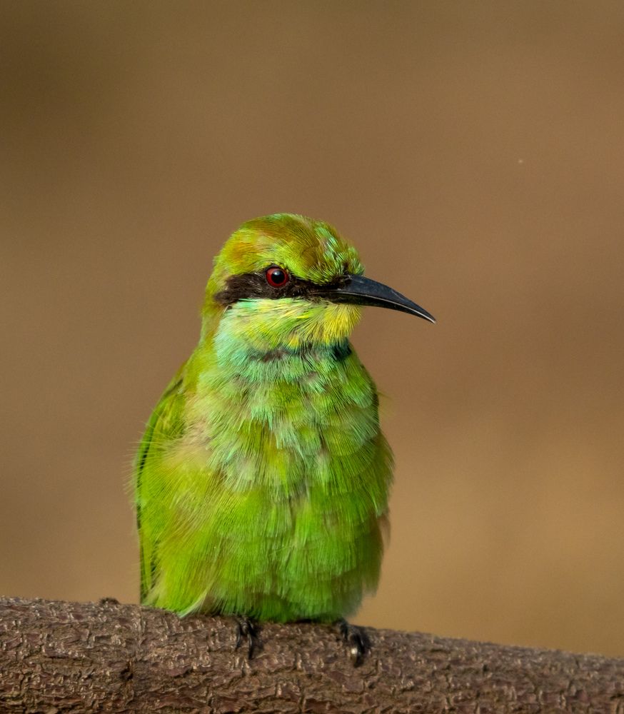 The Emerald Sentinel