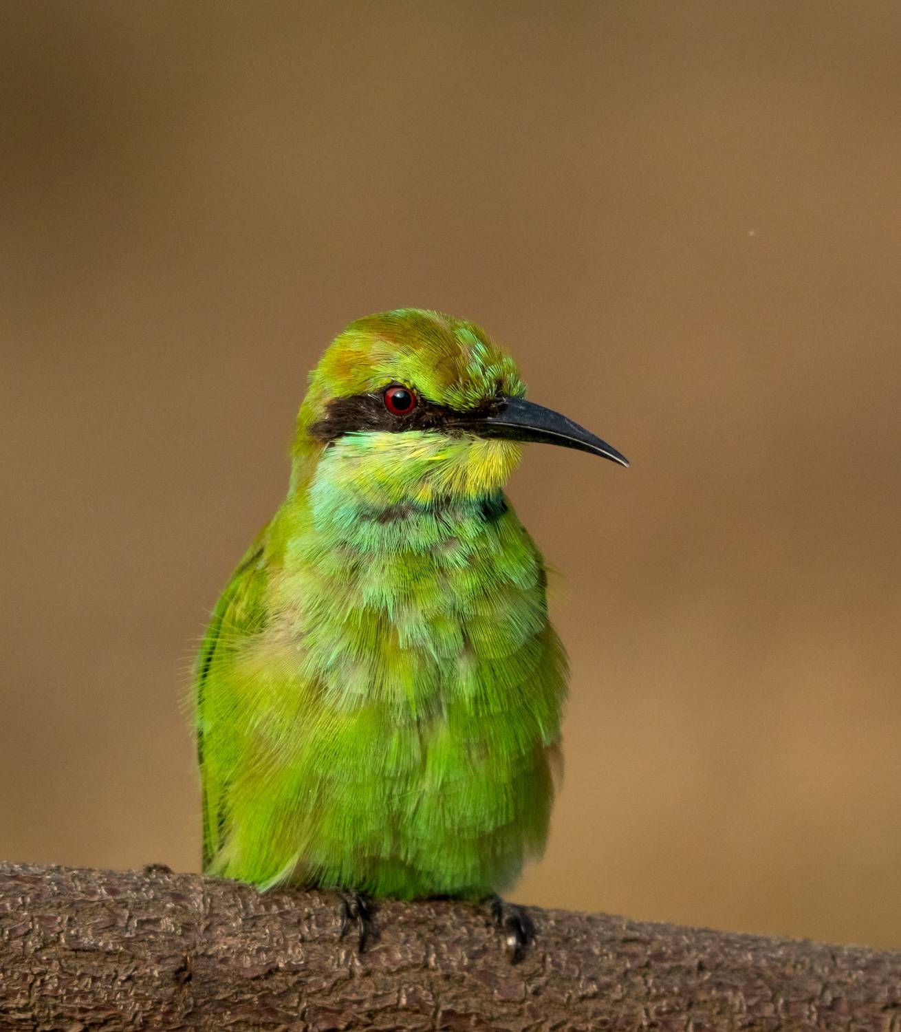The Emerald Sentinel