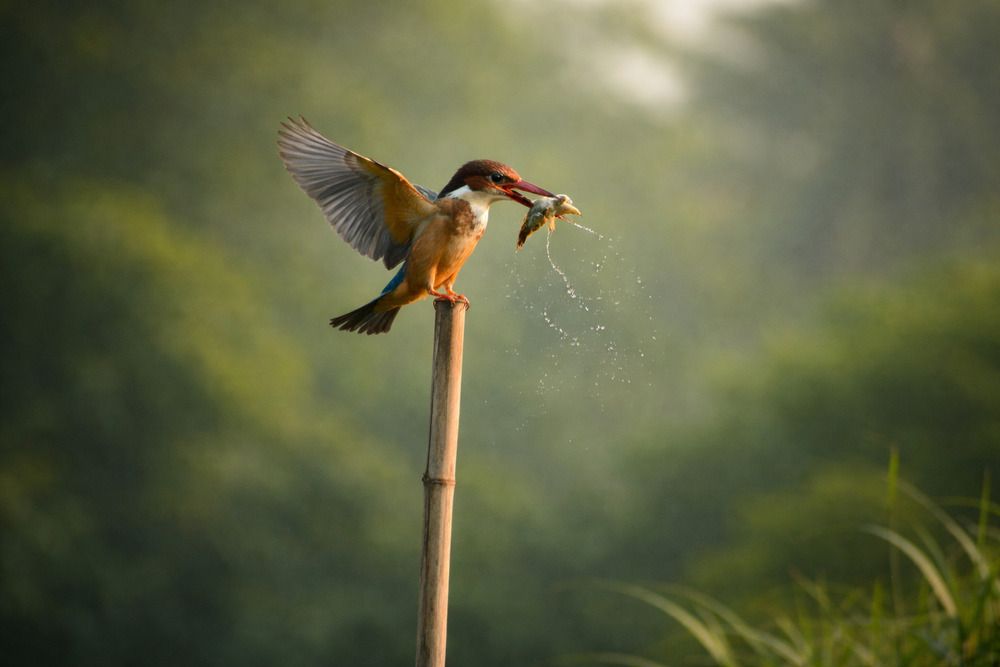 Photograph by PRADIP NANDI
