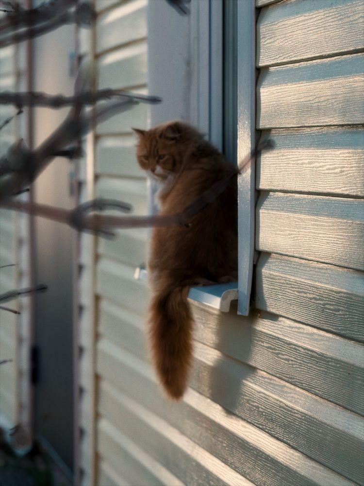 Фотография автора Светлана Долганова