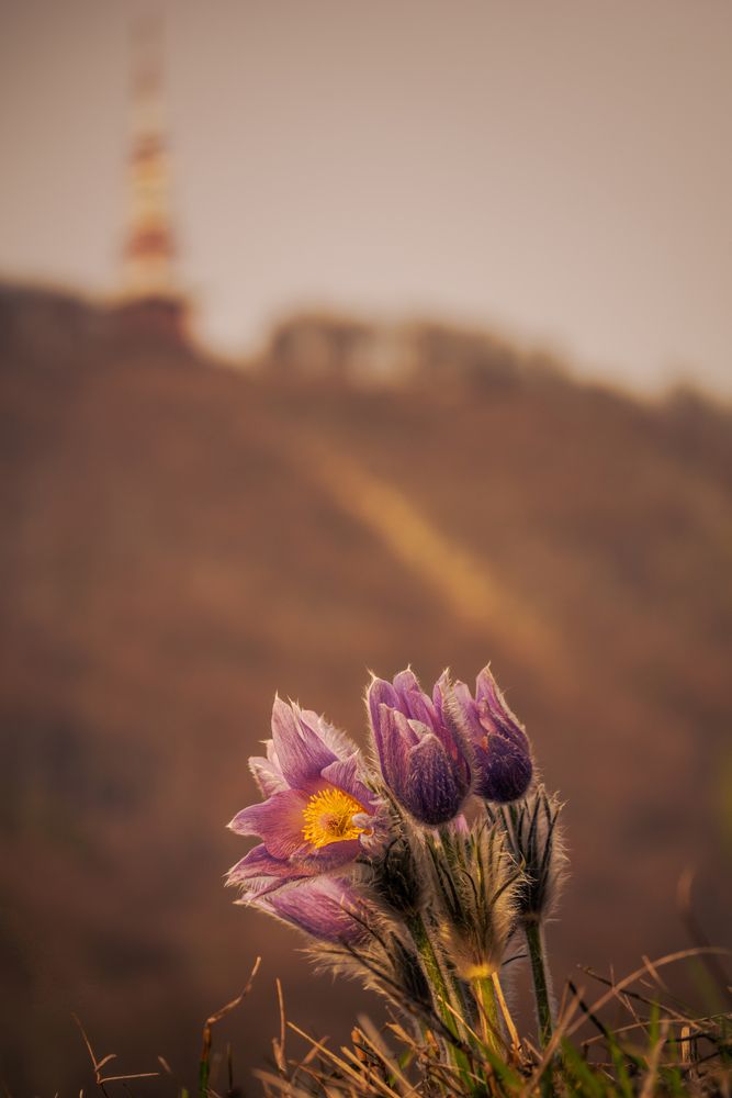Photograph by Gregor Kobilica