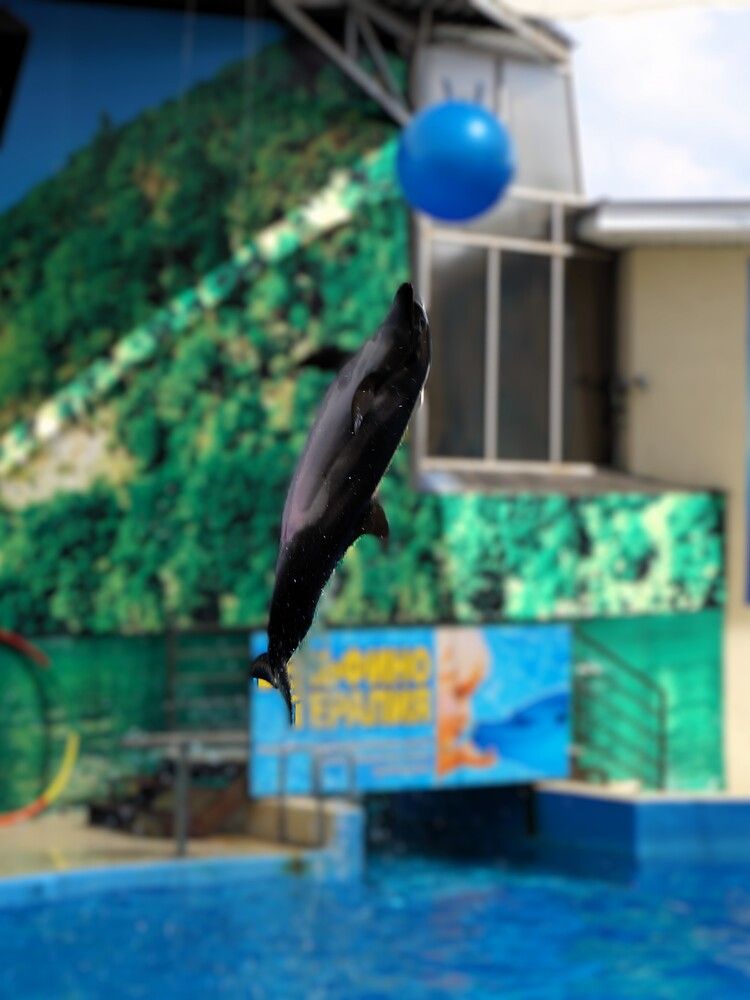 Дельфин запечатлён в вертикальном прыжке высоко над водой