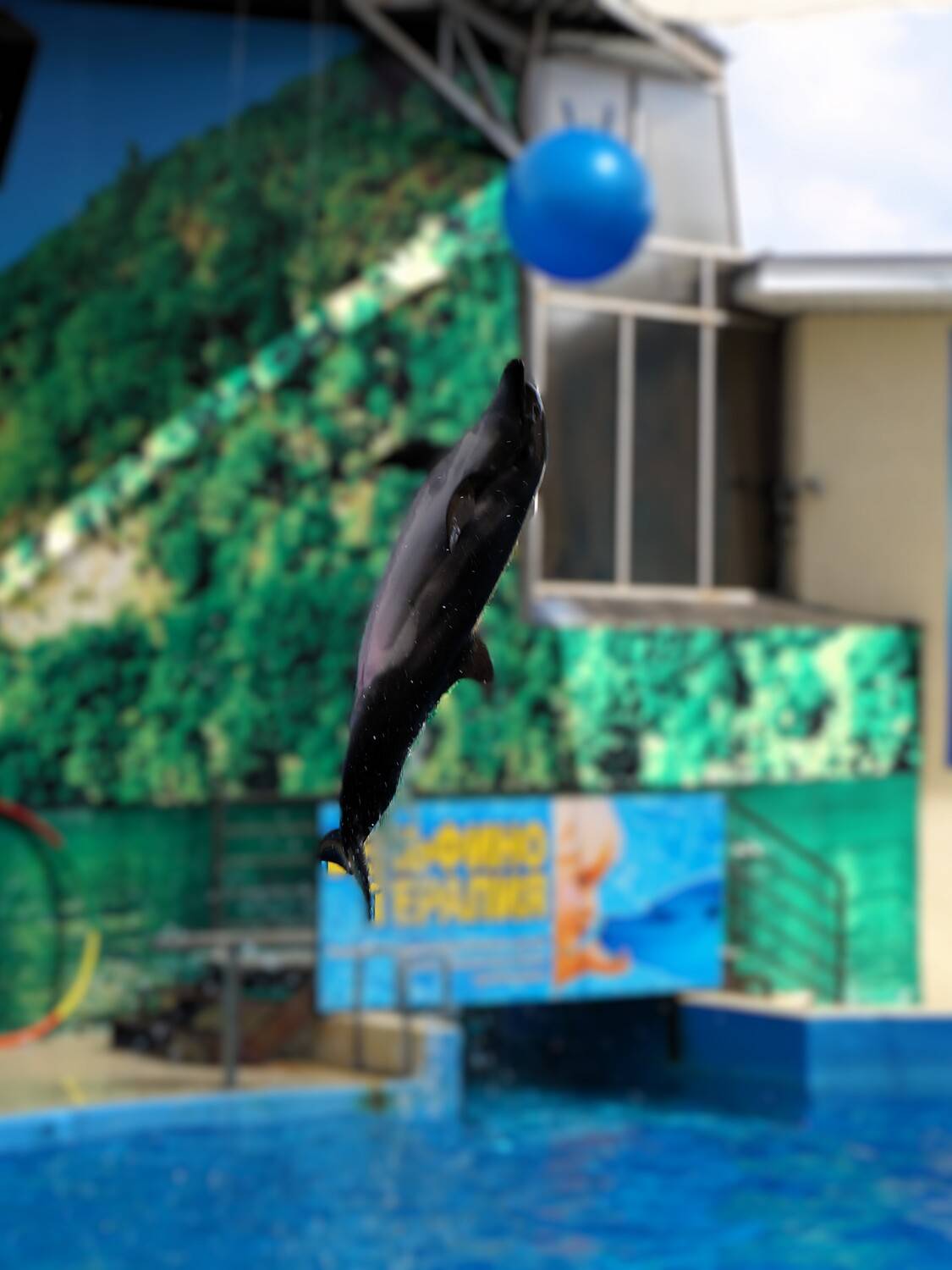 Дельфин запечатлён в вертикальном прыжке высоко над водой Дельфин запечатлён в вертикальном прыжке высоко над водой