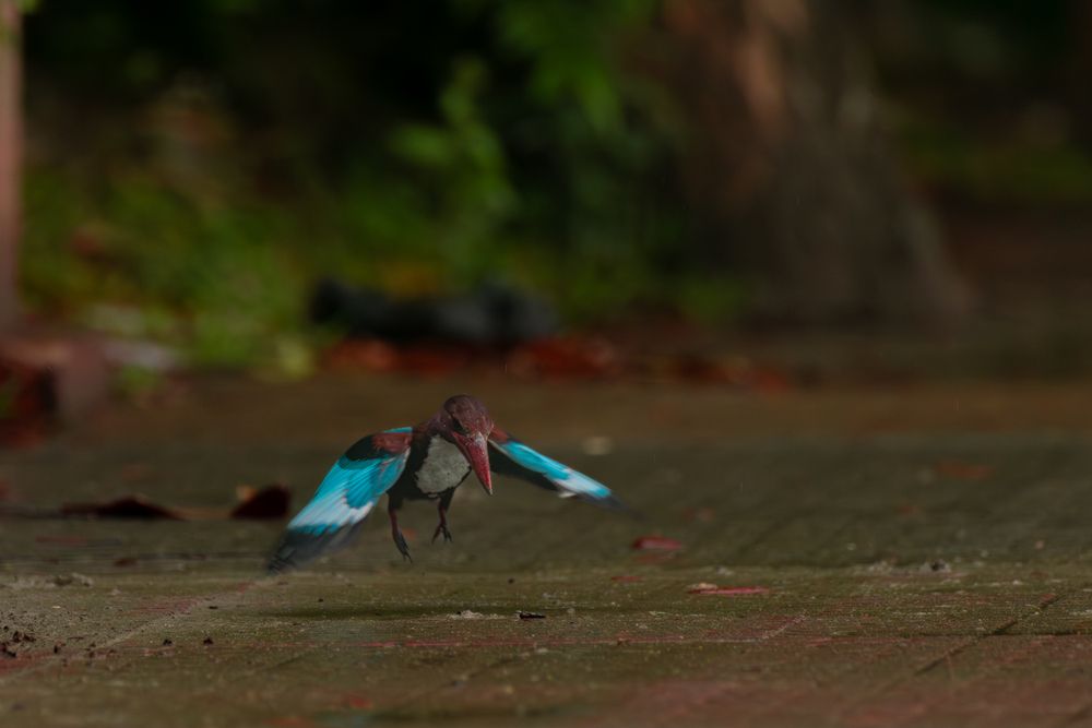Photograph by SUHAS MANDAL