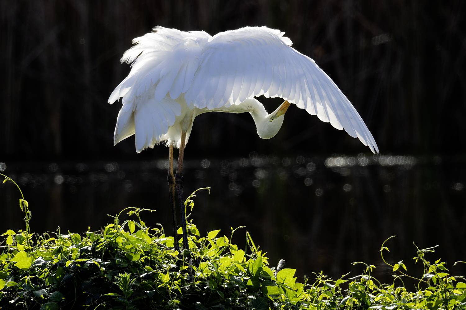 Белая цапля