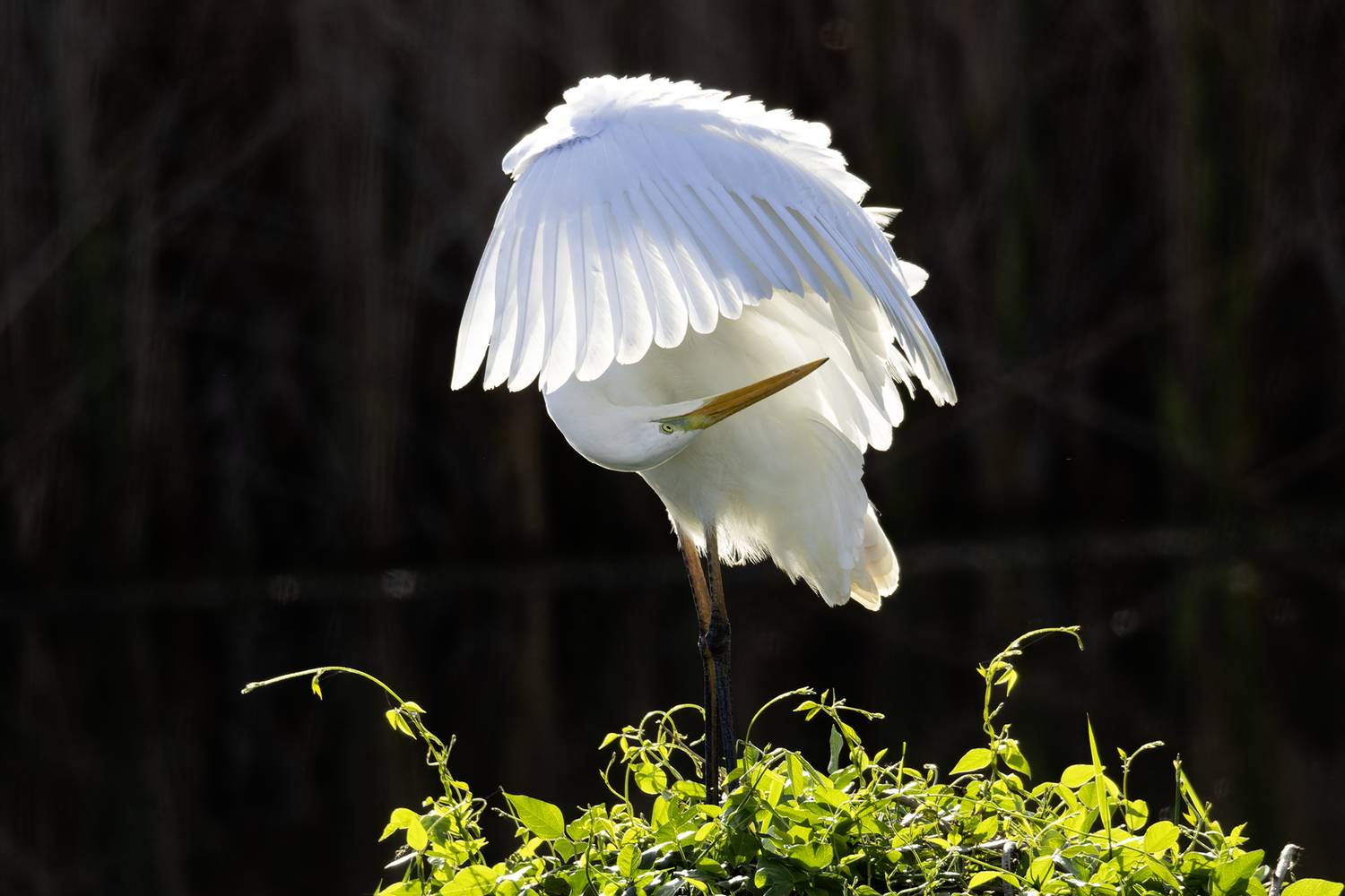 Белая цапля