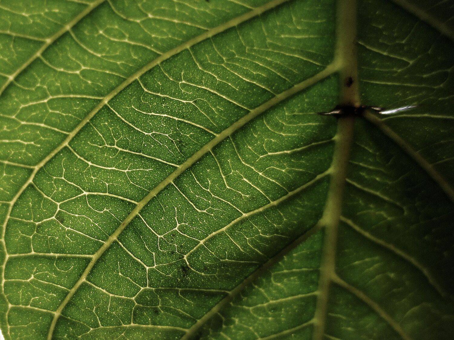 The Macro Shot Of leaf Veins