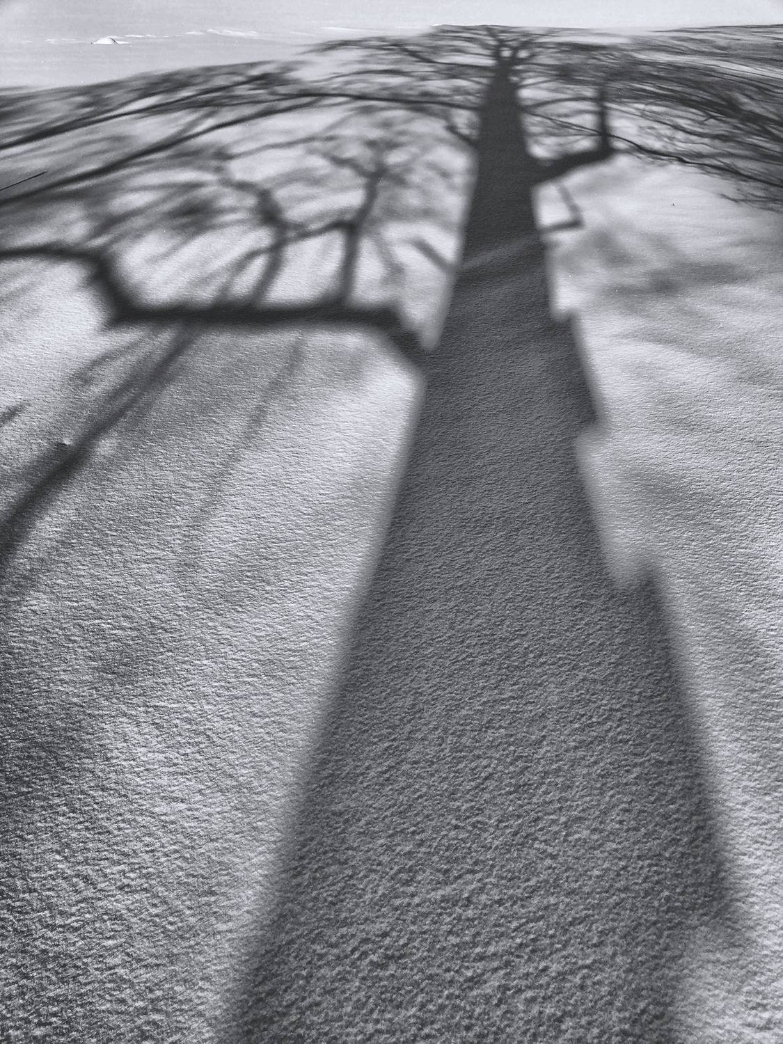 Фотография #13482592