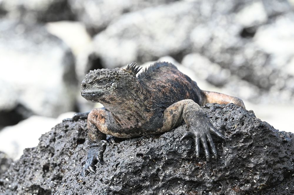 Marine iguana