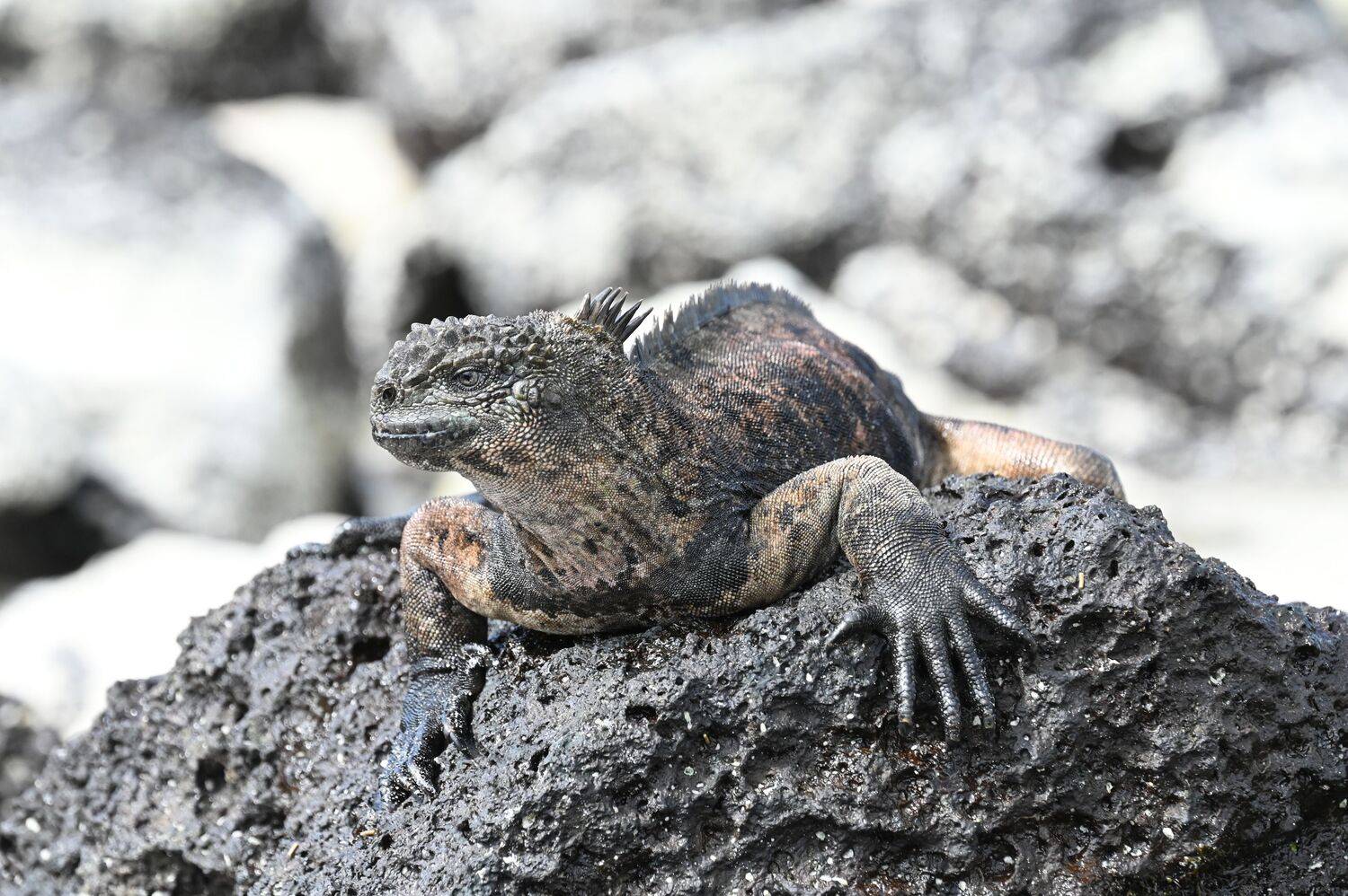 Marine iguana