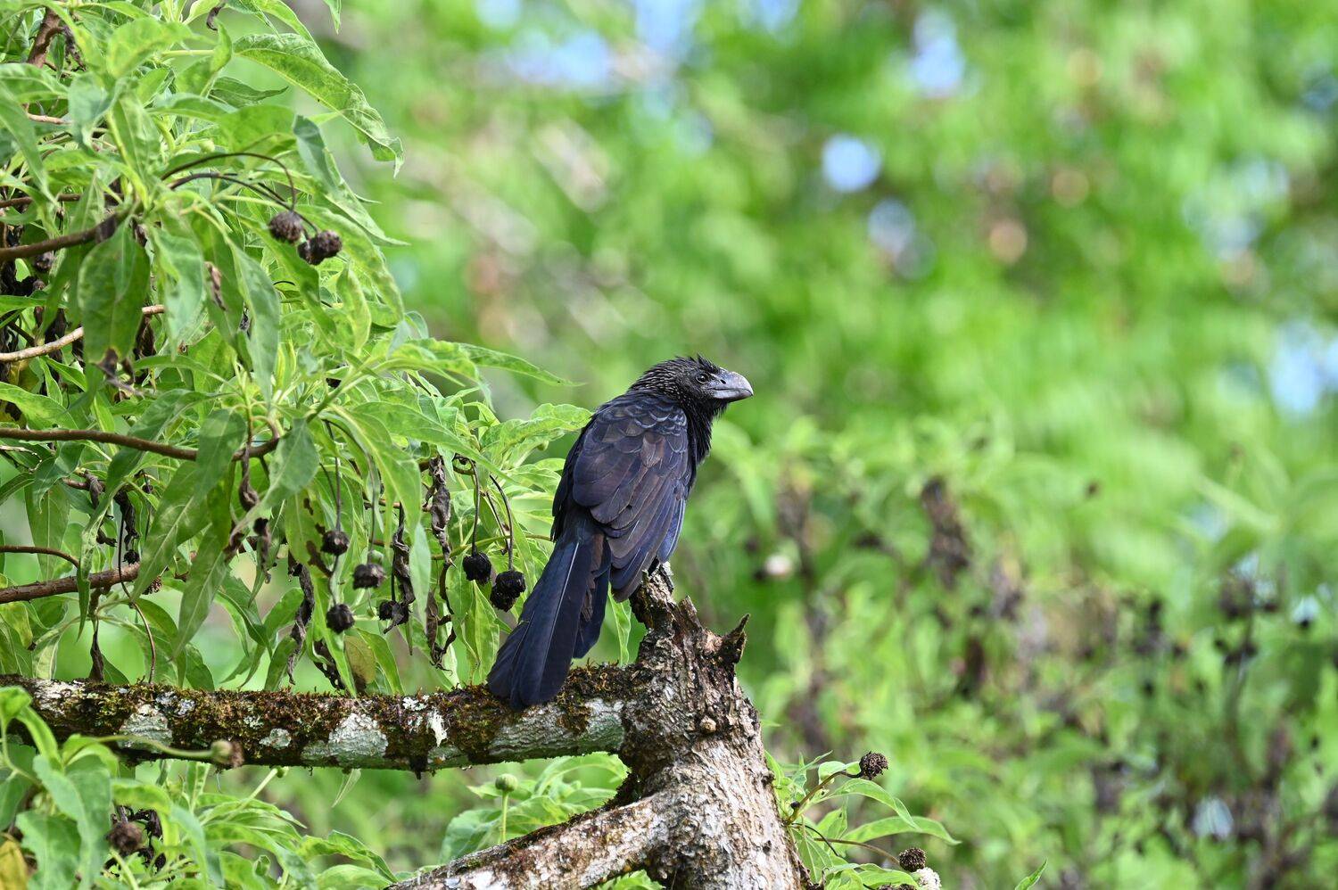 Smooth-billed Ani