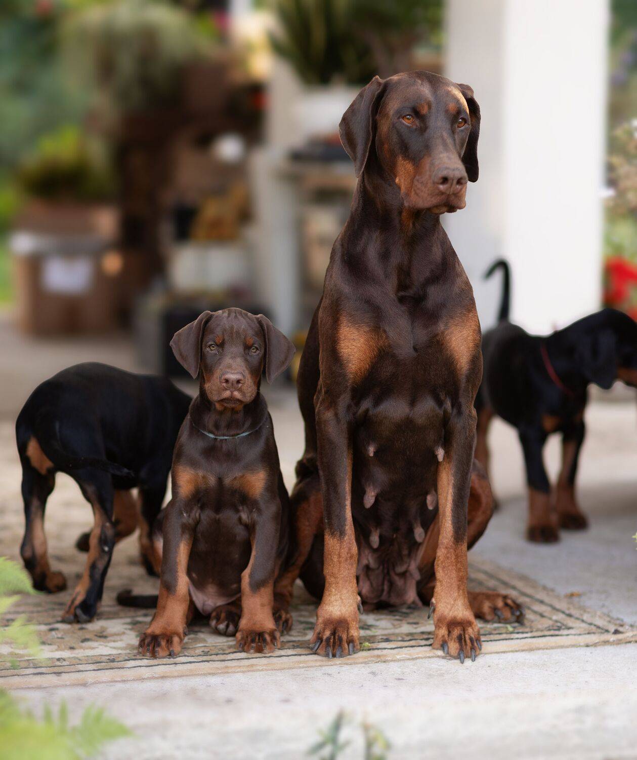 Фотография #13482937