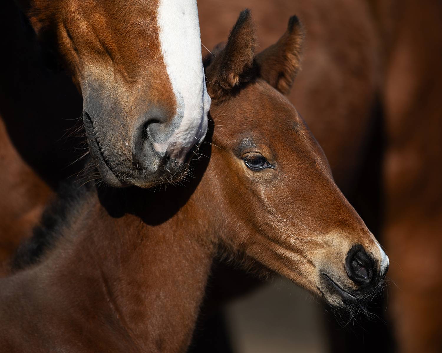 Фотография #13483044