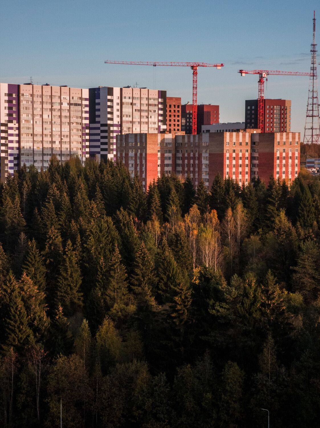 Кругом леса!