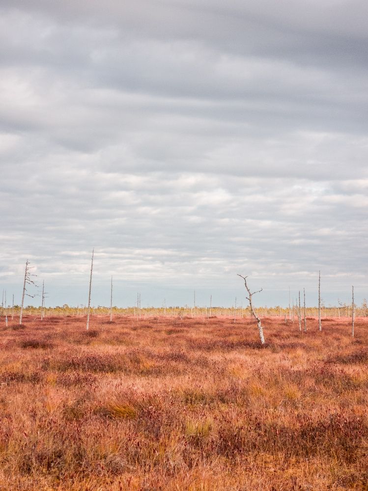 Бурсничные поля