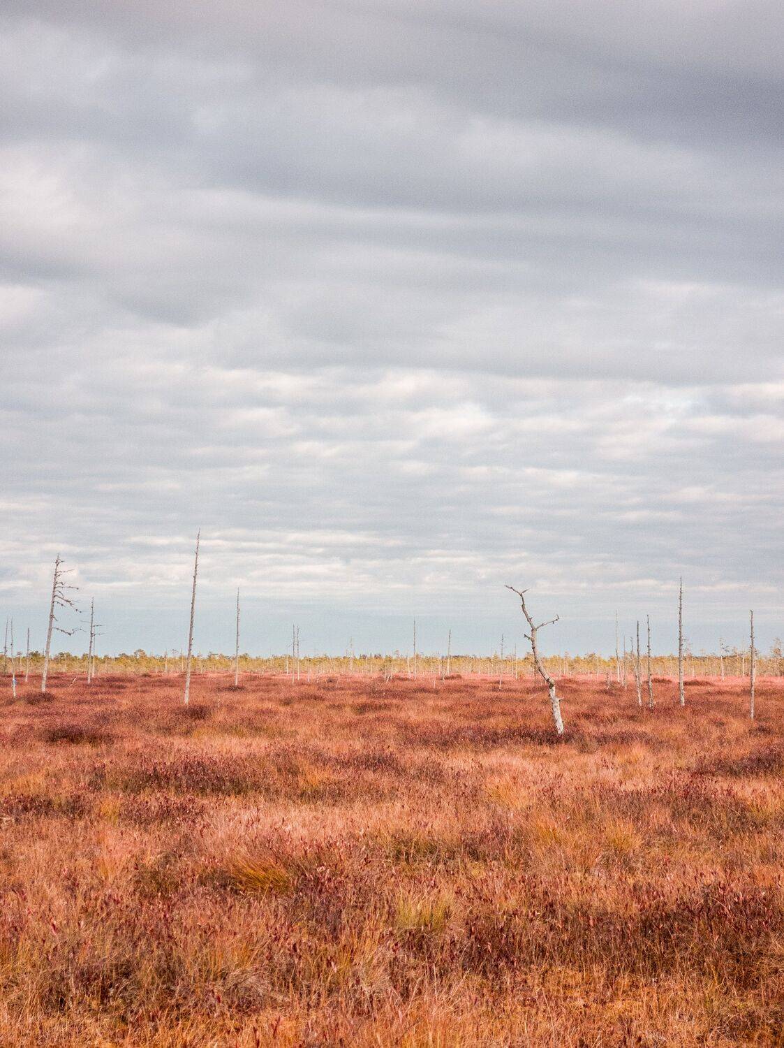 Бурсничные поля