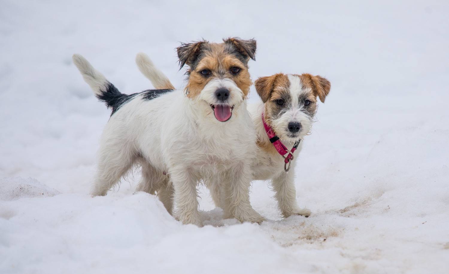 Фотография #13483689