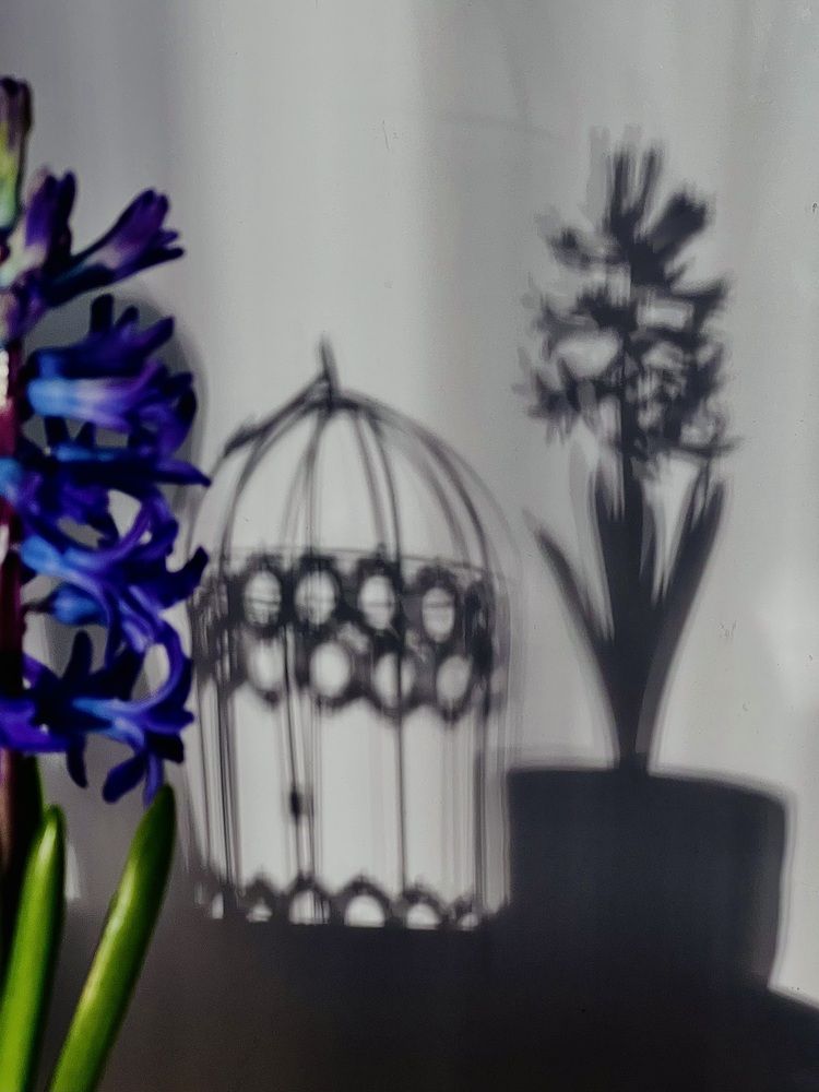 Призрак гиацинта