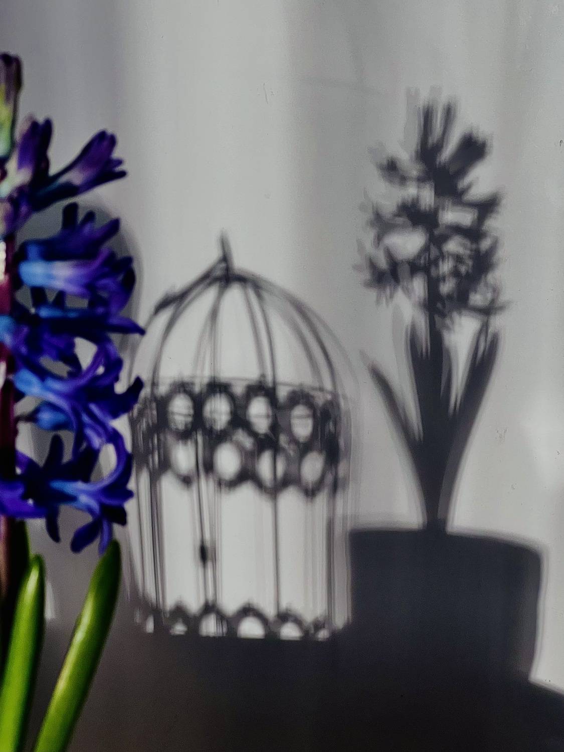 Призрак гиацинта