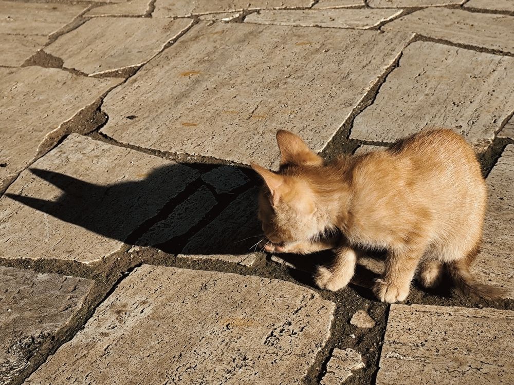 Photograph by Iryna Shyshkina