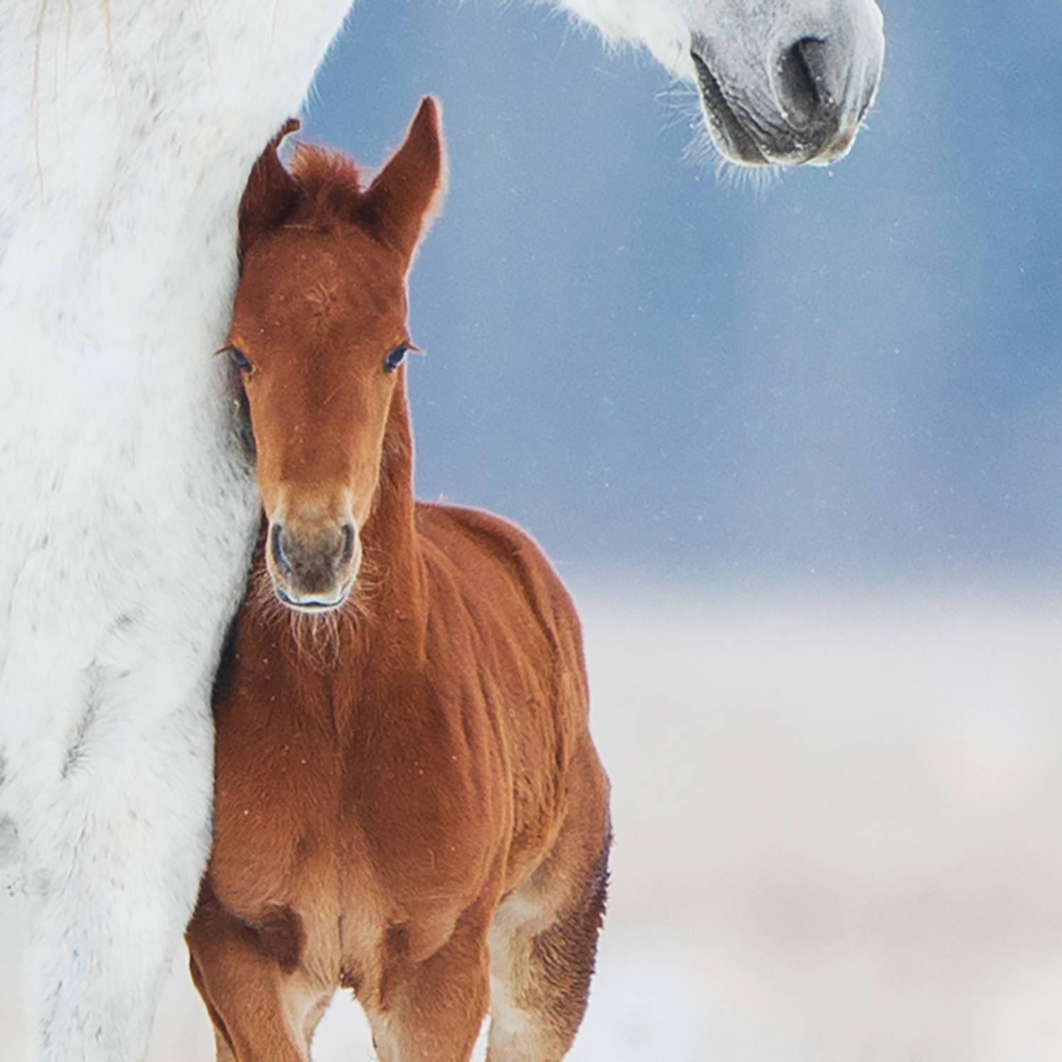 Фотография #13483799