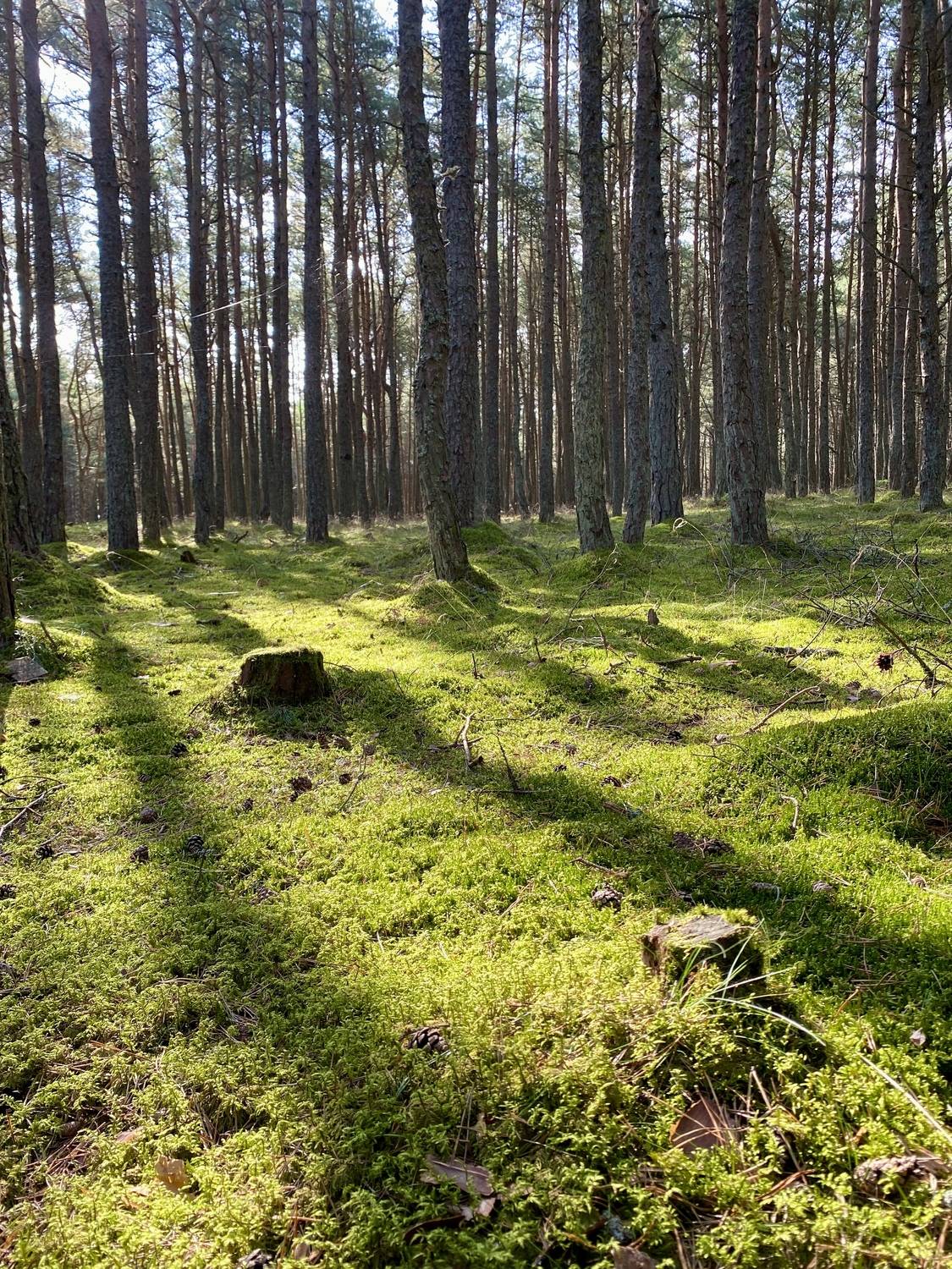 Фотография #13484002