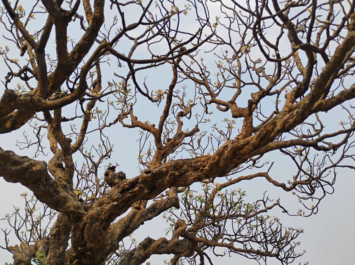 The Skeletal Guardian of Hampi