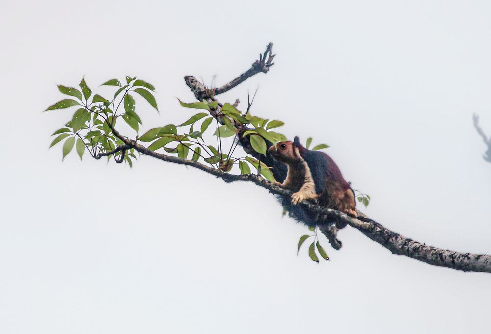 Indian giant squirrel