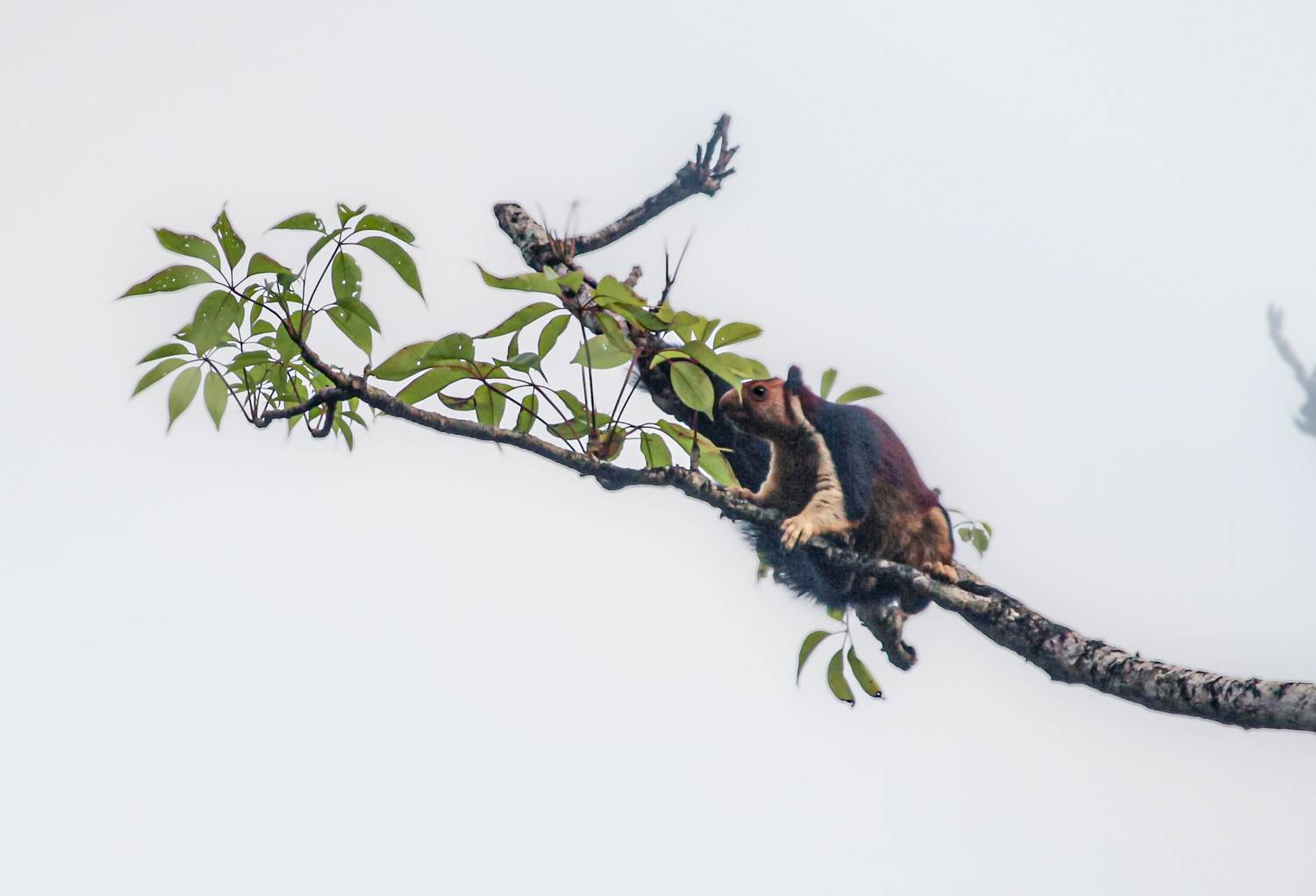 Indian giant squirrel