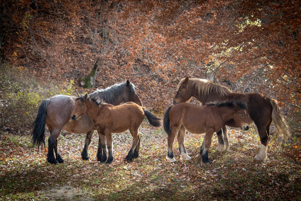 Photograph by Pierluigi Nisi