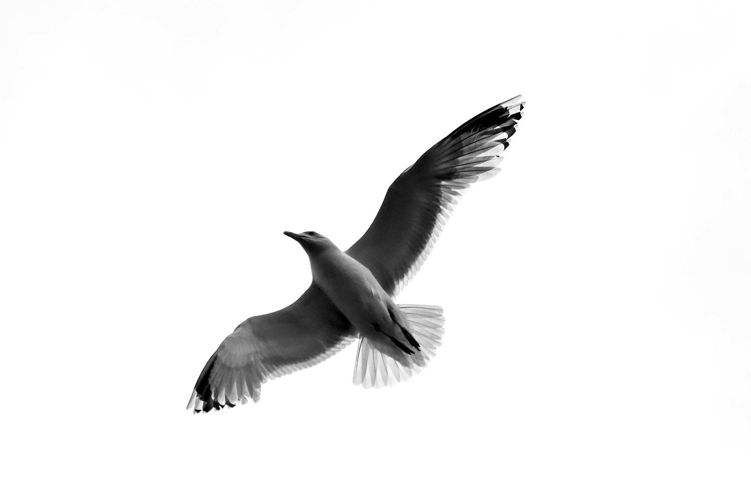 Фотография #13484927