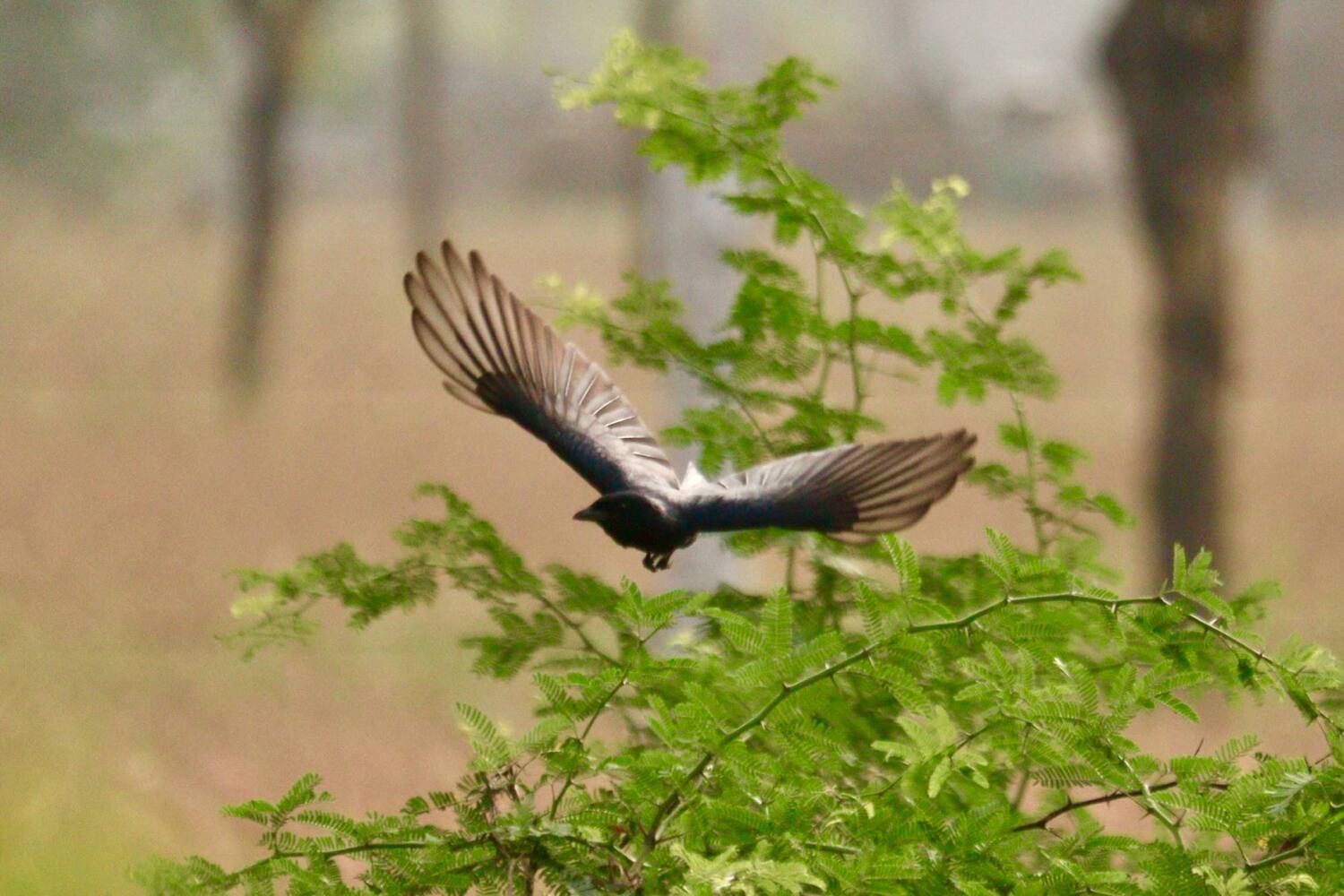 Early morning obsession