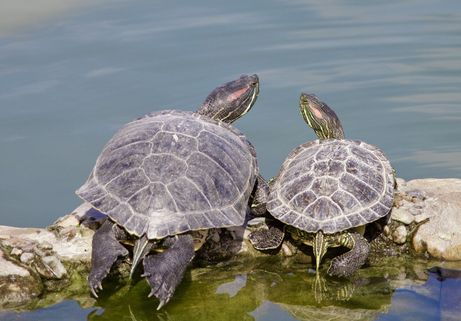 Photo #13485173