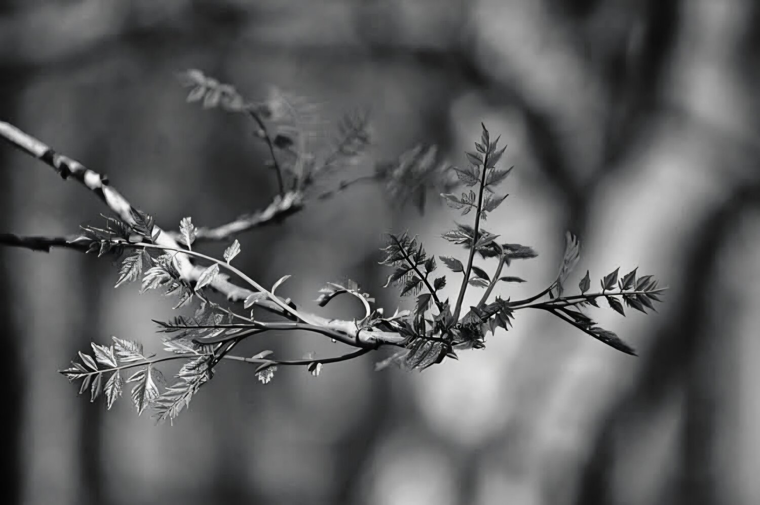 Photo #13485315