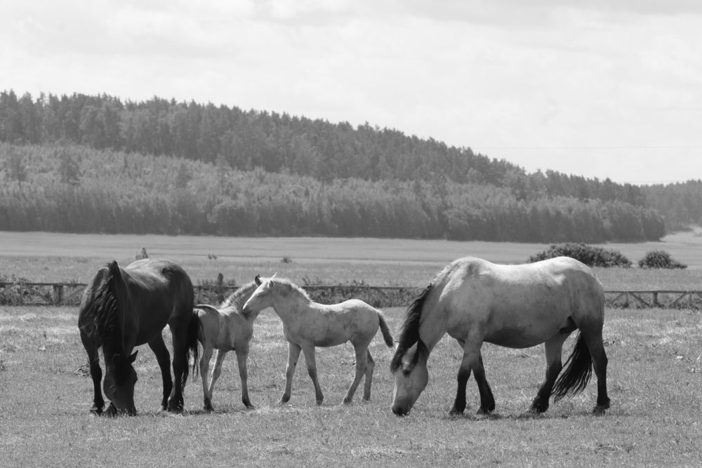 Photograph by Евгения Нестеренко