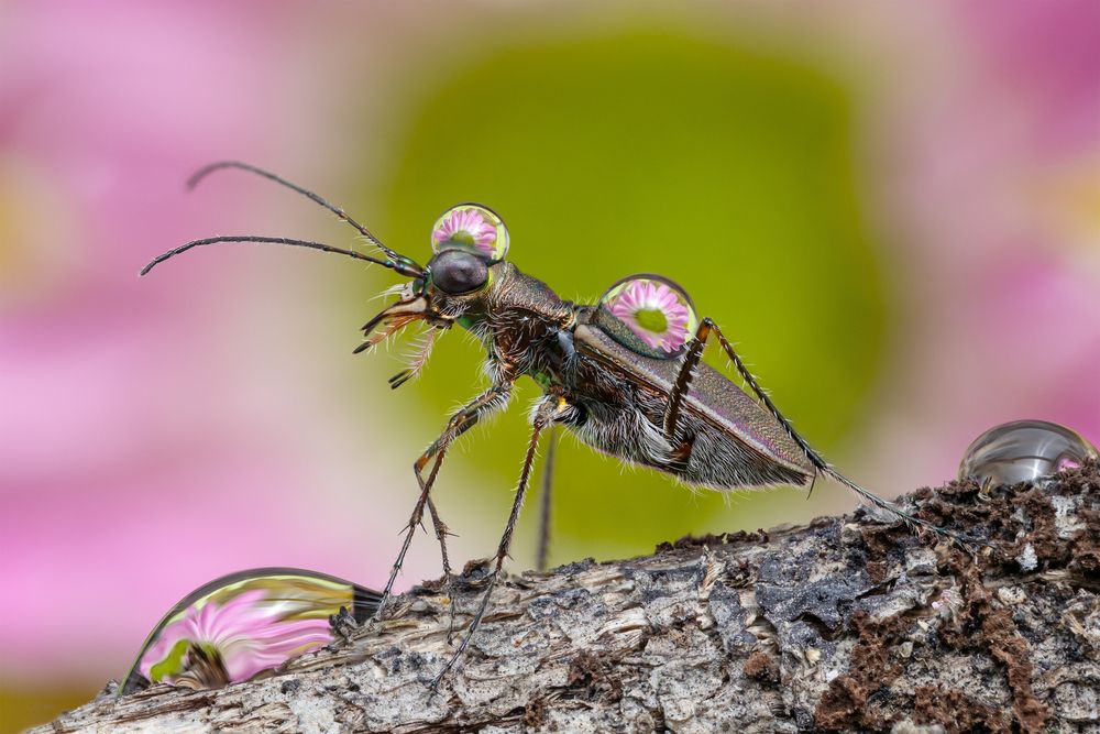 Tiger beelte and flower
