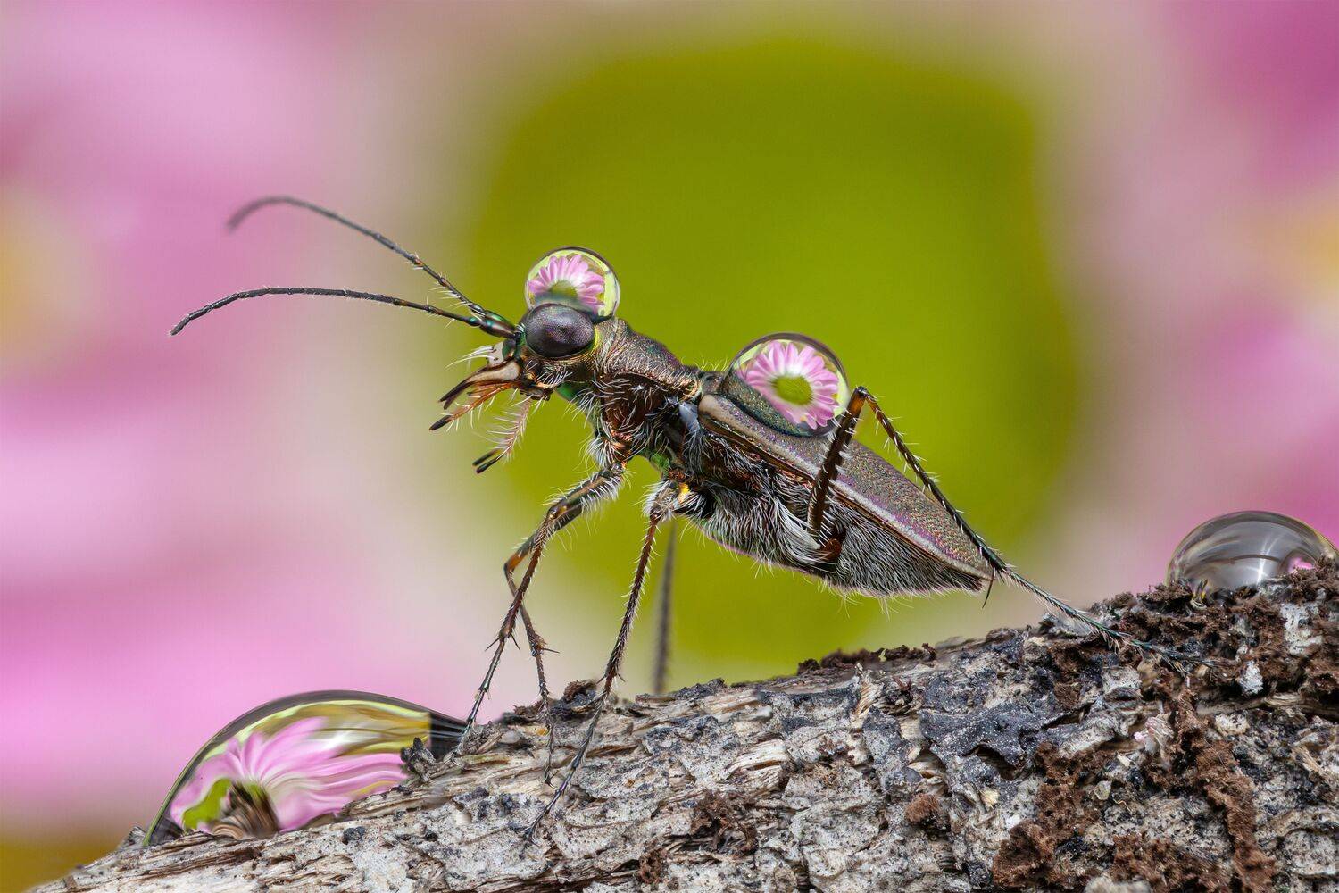 Tiger beelte and flower