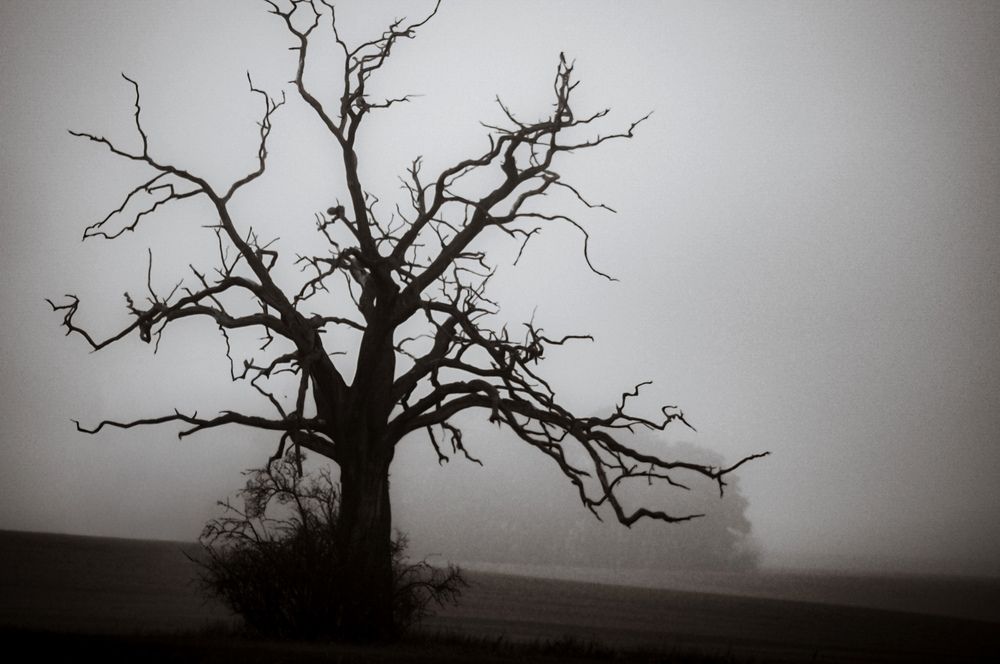 Solitude