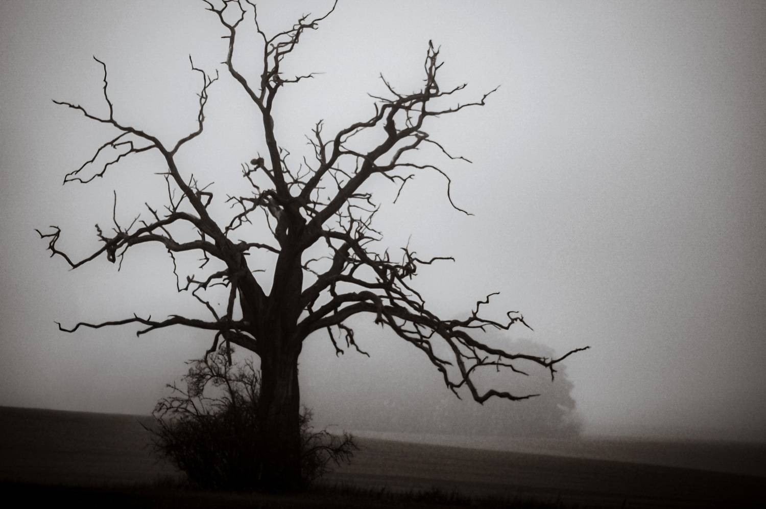 Solitude